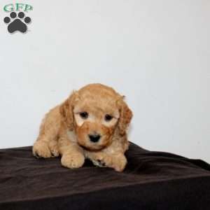 Cleopatra, Mini Goldendoodle Puppy